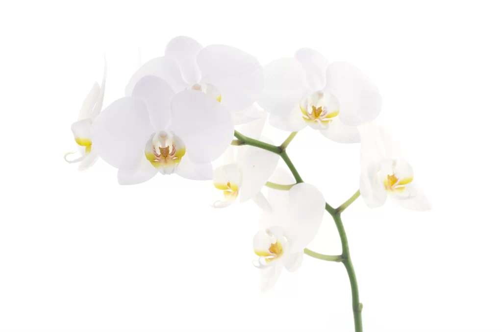 White Orchid Petals Yellow Center