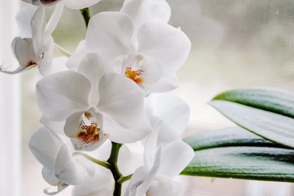 White Orchid Petals Yellow Center Green gray Leaves