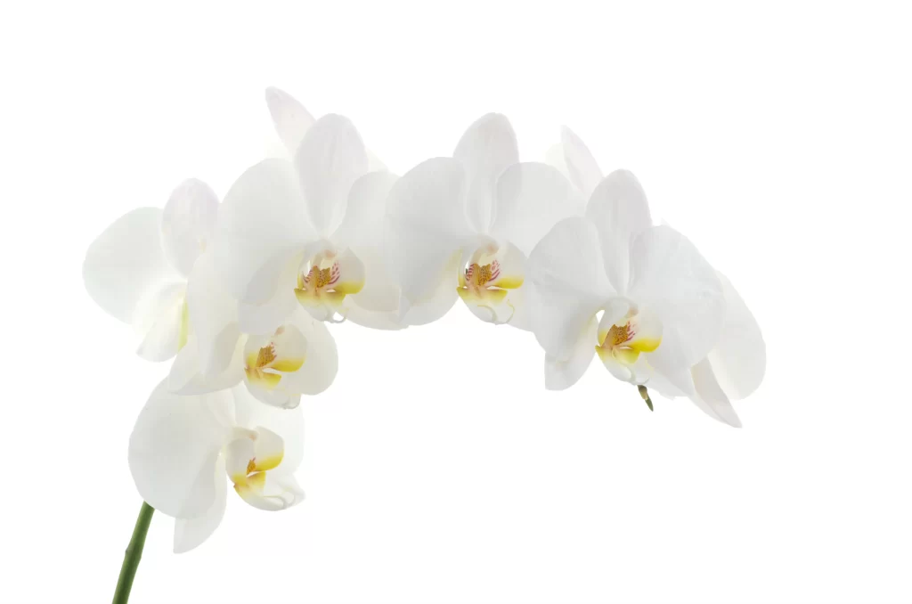 White Orchid Petals Yellow Center