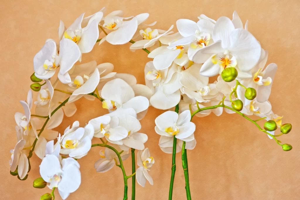 White Orchid Petals Yellow Center Green Stems