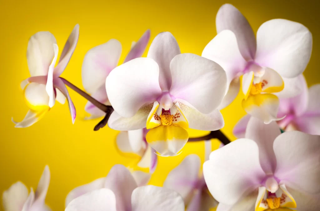 White Orchid Petals Yellow Center Purple Edges