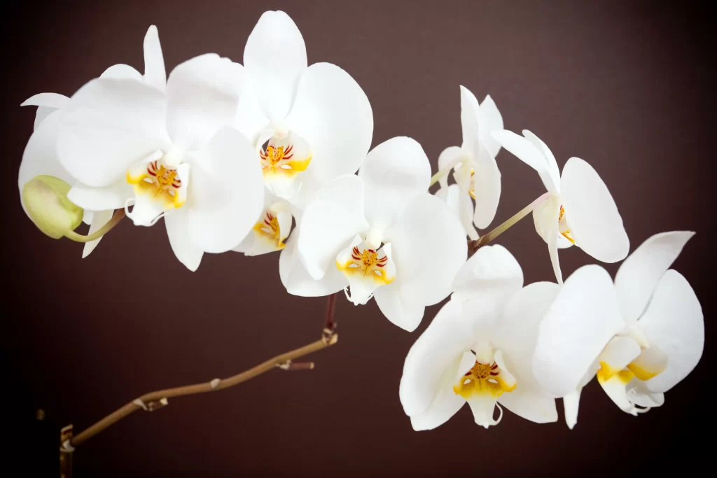 White Orchid Petals Yellow gray Center