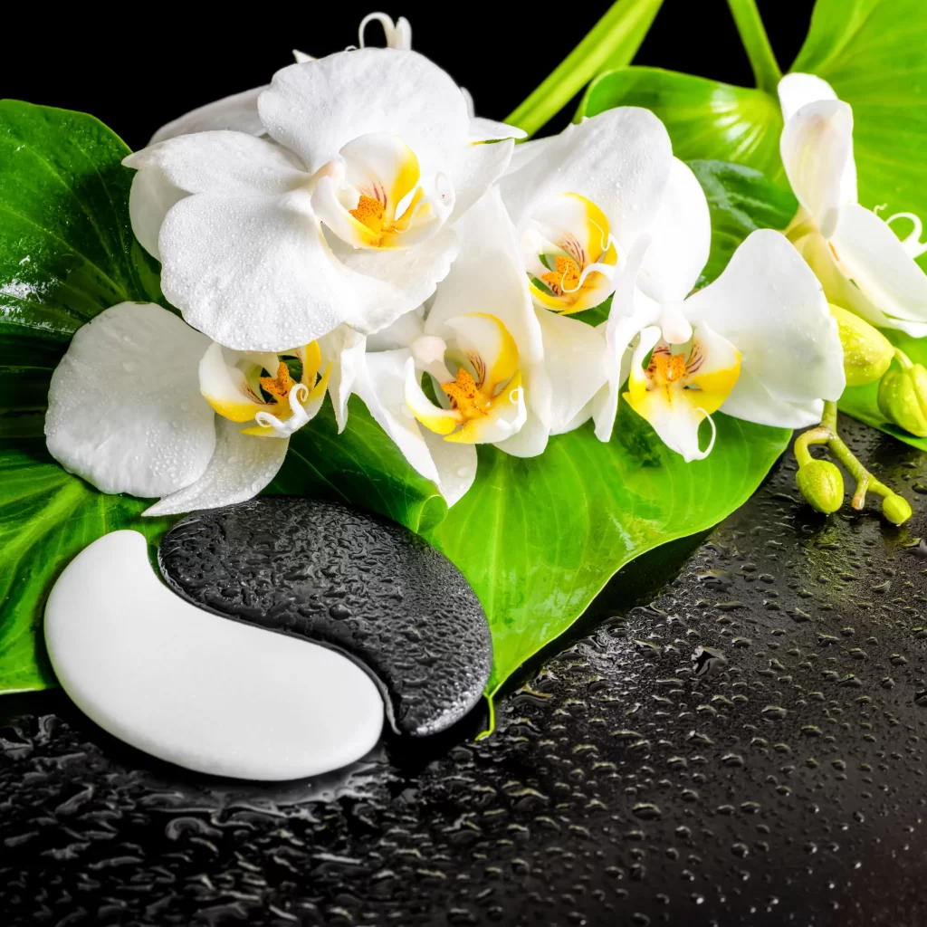 White Orchid Petals Yellow Center Dewdrops Green Leaves