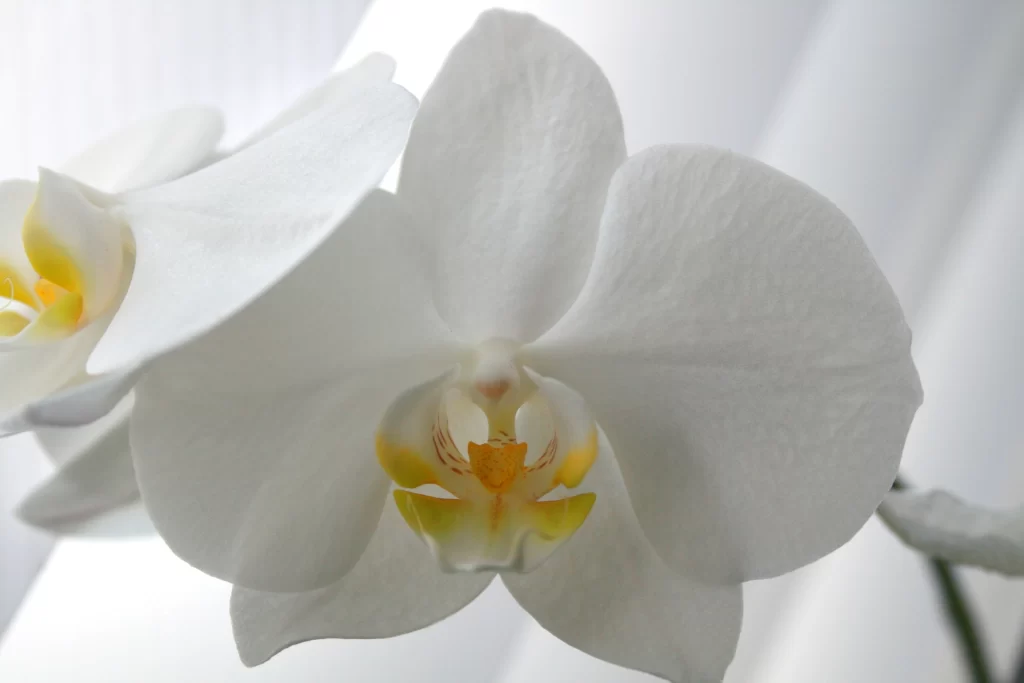 White Orchid Petals Yellow gray Center