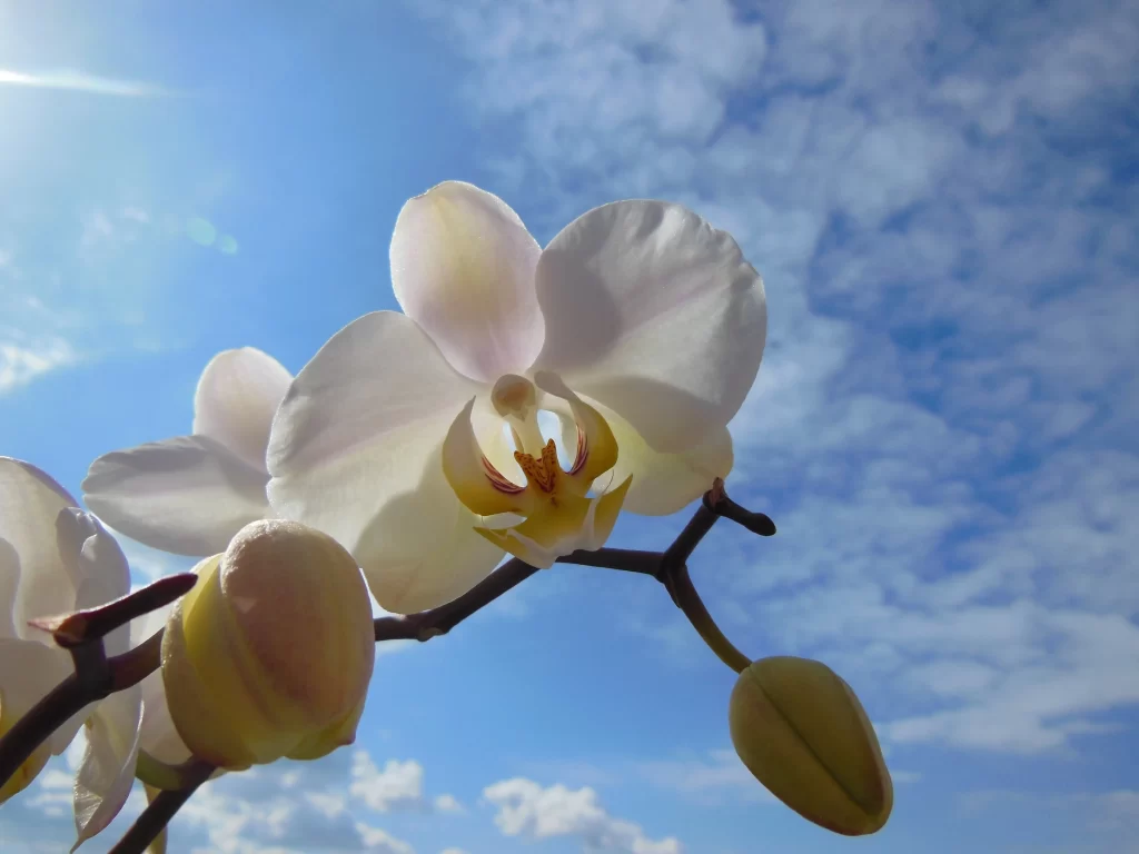 White Orchid Petals Yellow Center Blue Sky