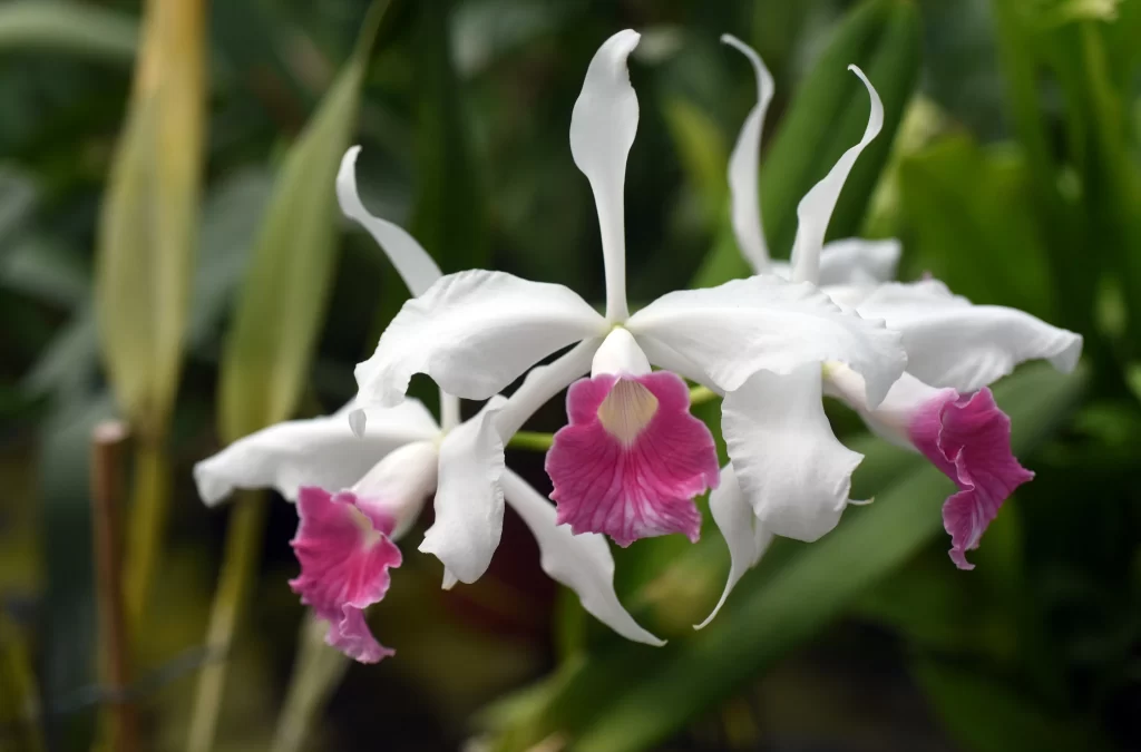 White Orchid Pink Lip Petals Ruffled Edges Green Foliage