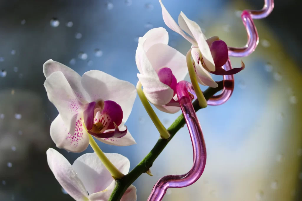 White Orchid Purple Center Petals Stem