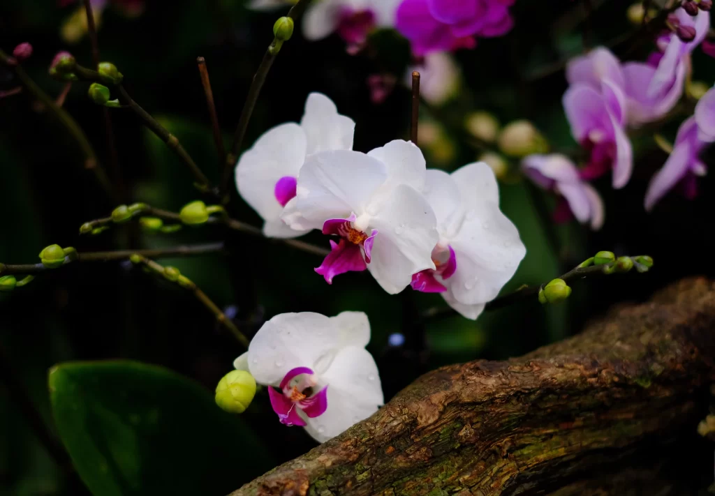 White Orchid Purple Petals Dewdrops Blooming