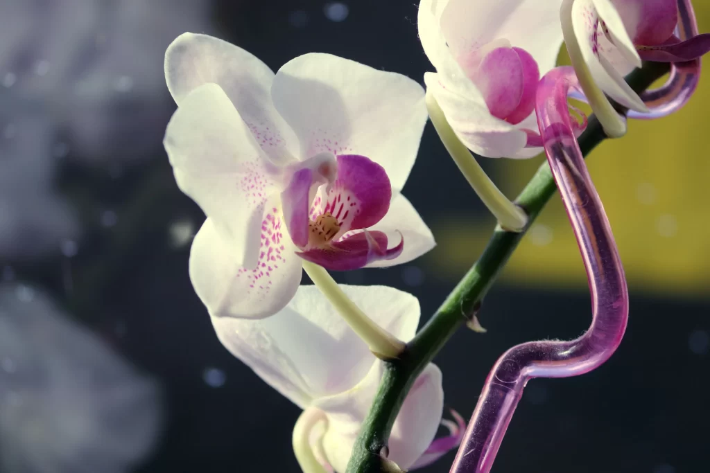 White Orchid Purple Petals Speckled Yellow Center