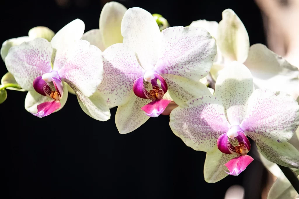 White Orchid Purple Speckles Petals Pink Lip