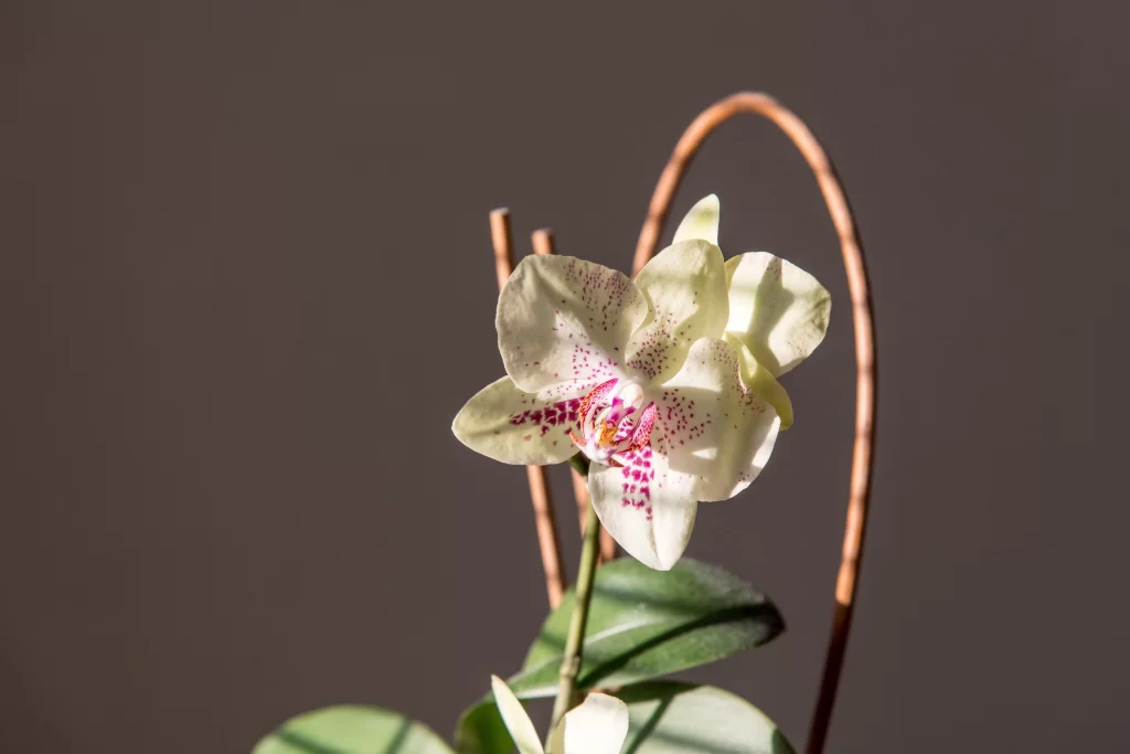 White Orchid Purple Speckles Petals Green Leaves