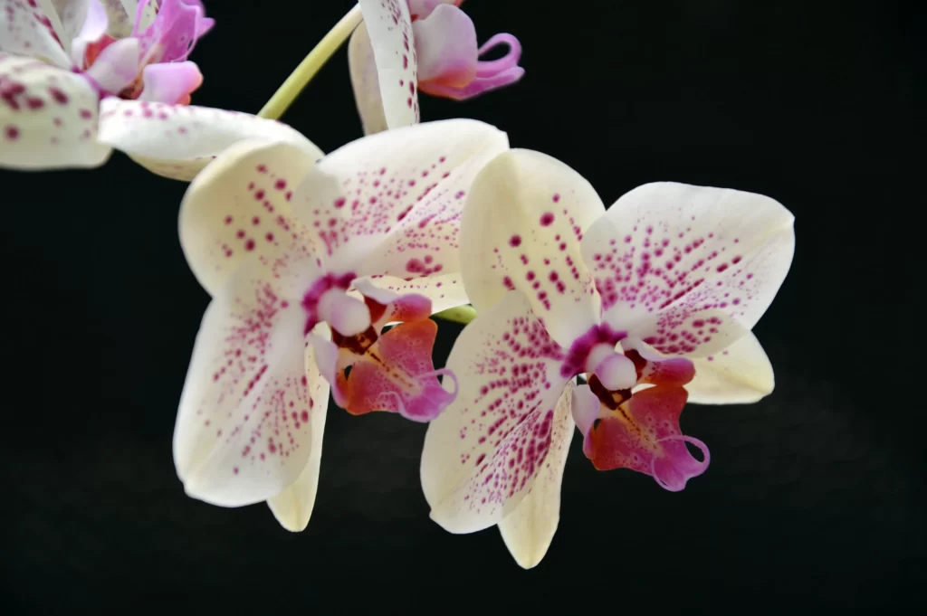 White Orchid Purple Spots Petals Blooming