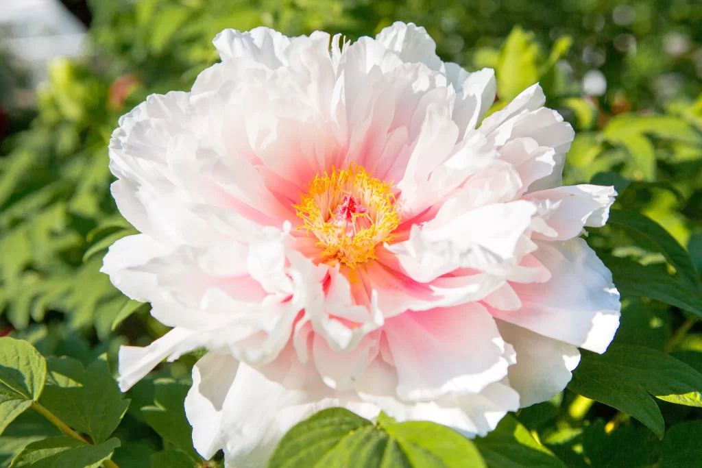 White Peony Bloom Petals Yellow Center