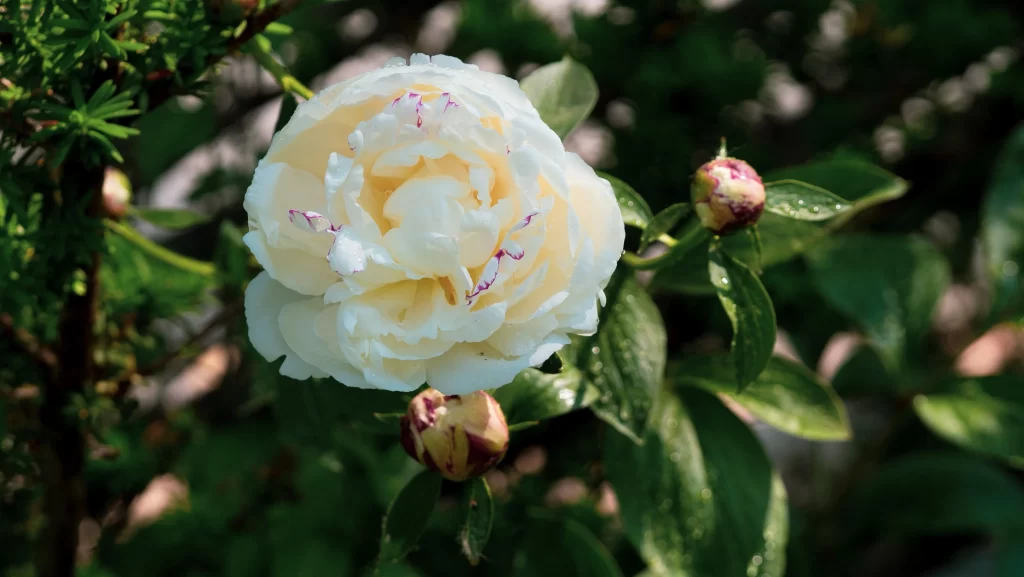 White Peony Bloom Petals Green gray Leaves