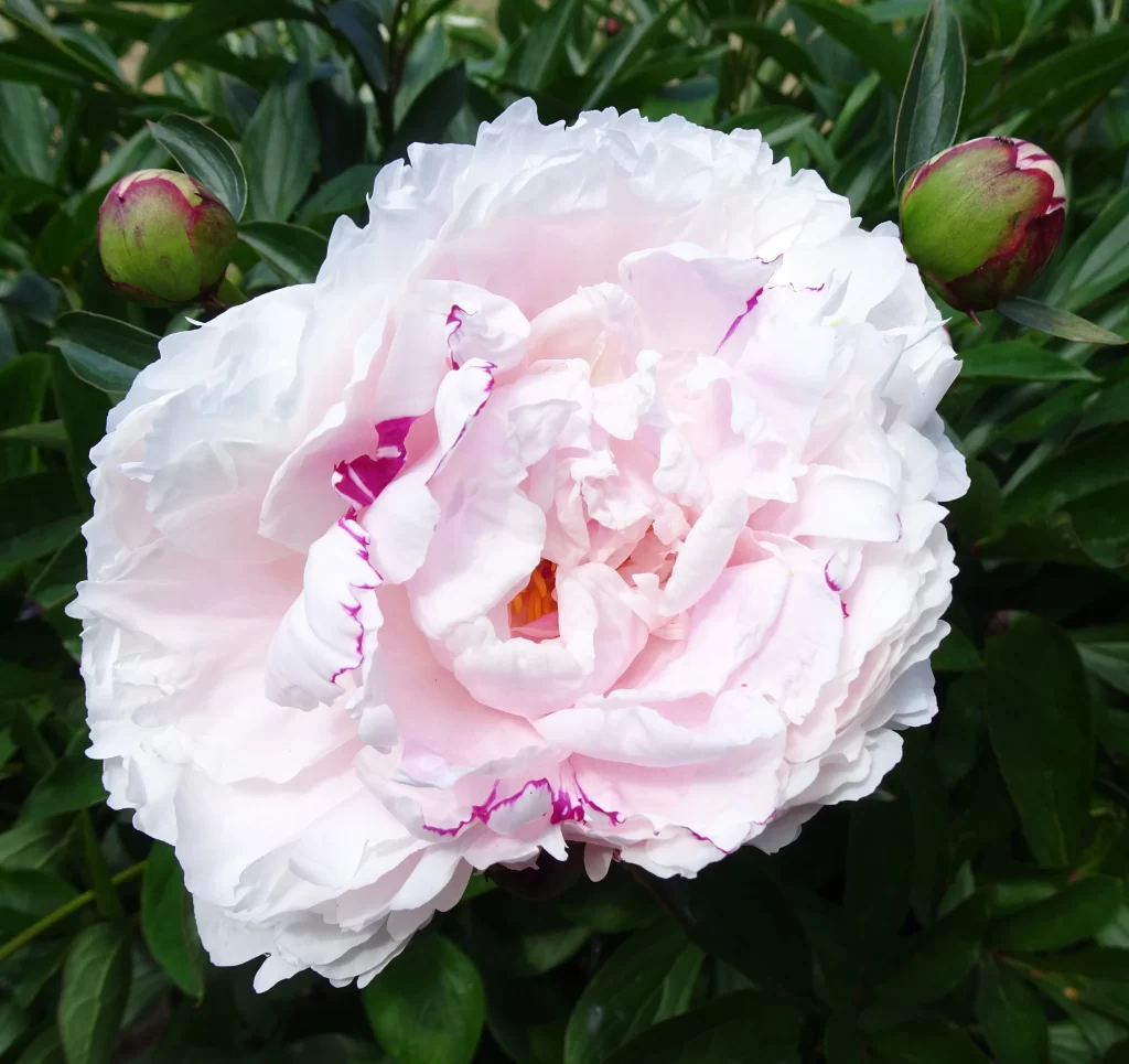 White Peony Bloom Petals Green gray Leaves
