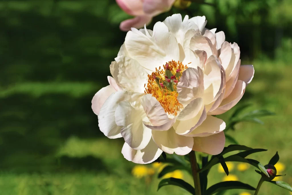 White Peony Bloom Petals Yellow Center Green warm Leaves