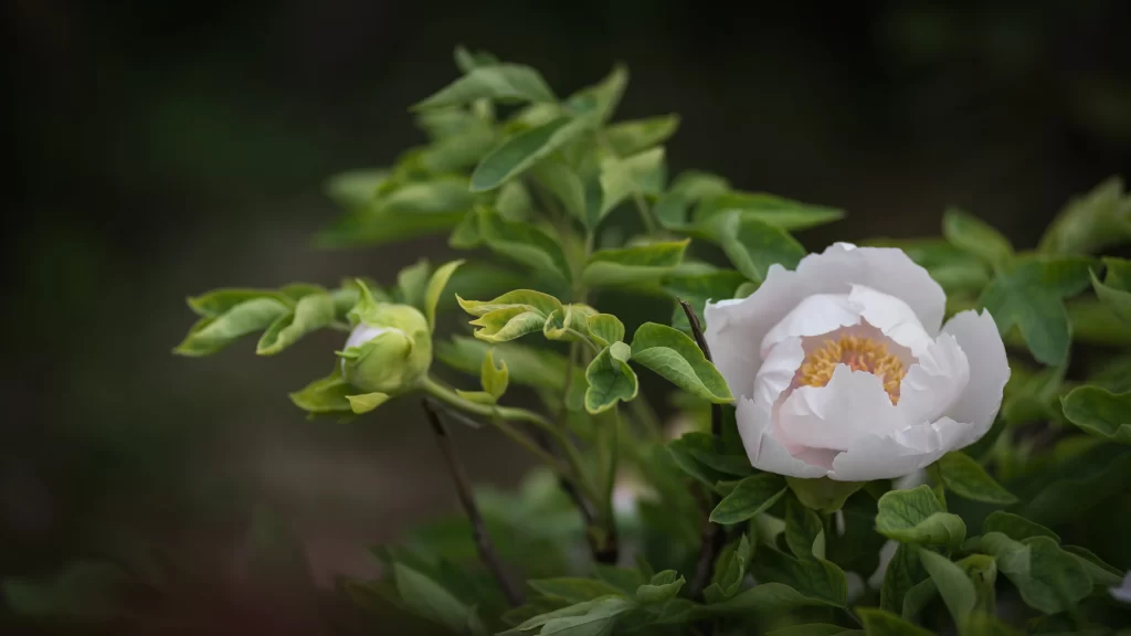White Peony Bloom Petals Yellow Center Green dark Leaves