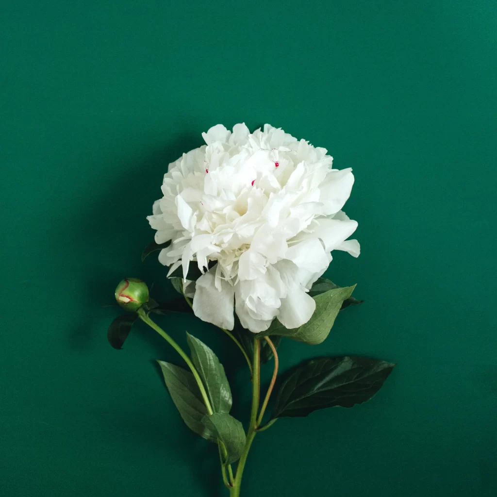 White Peony Bloom Petals Green cool Leaves