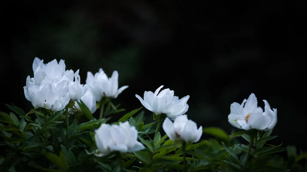 White Peony Blossom Petals Green Leaves