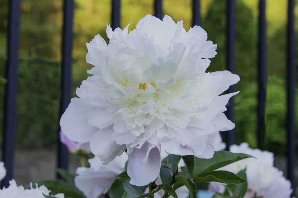 White Peony Full Bloom Petals Green gray Leaves