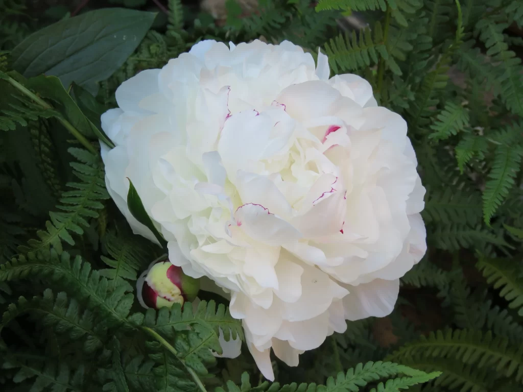 White Peony Full Bloom Petals Green gray Leaves