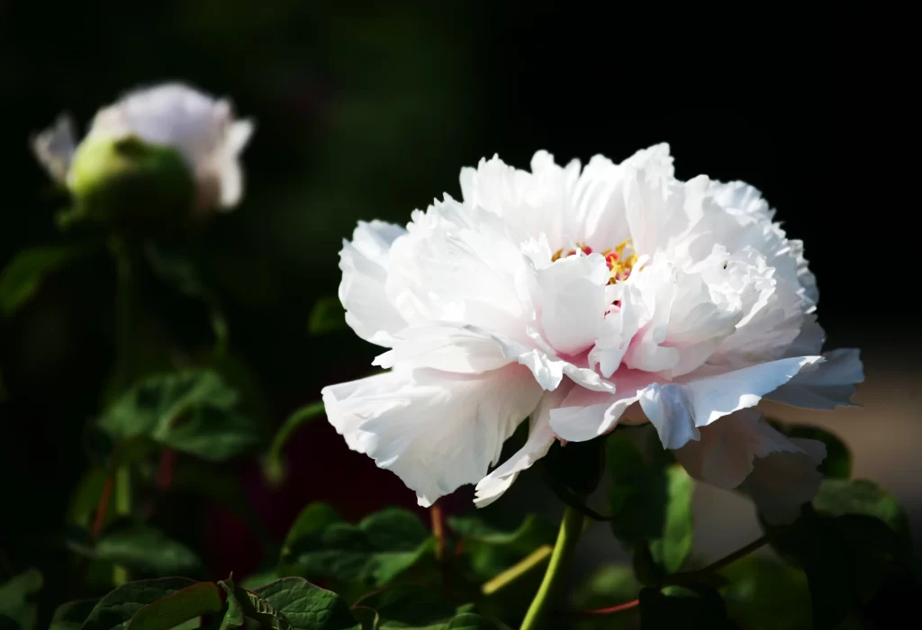 White Peony Petals Blooming Green Leaves