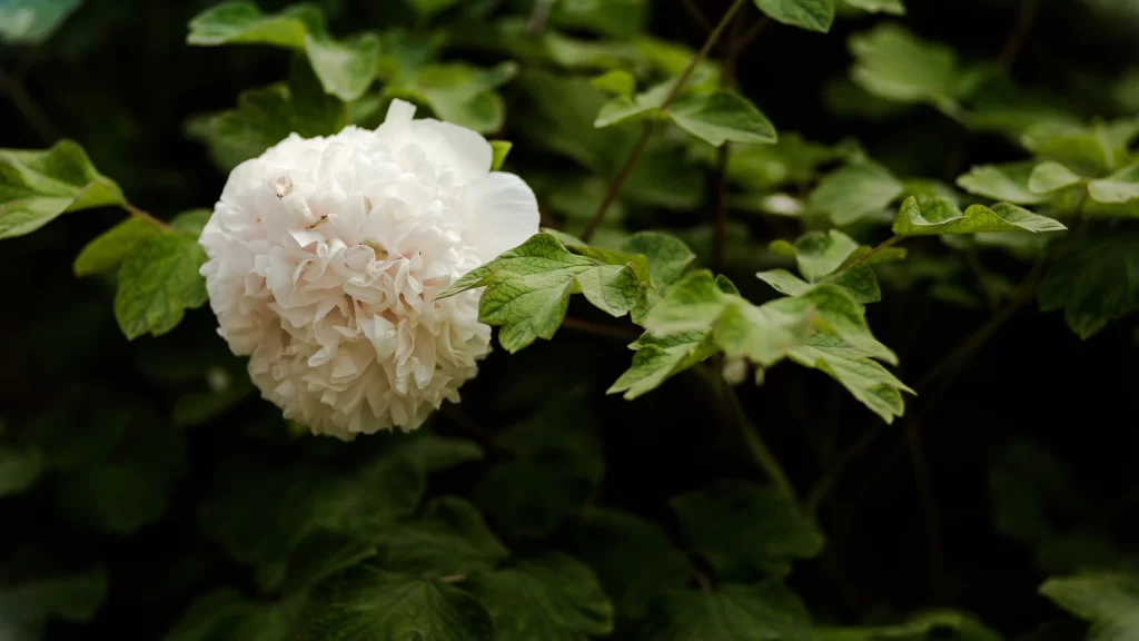 White Peony Petals Dense Green Leaves