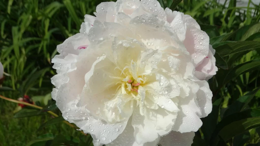 White Peony Petals Dewdrops Ruffled Edges Green Leaves