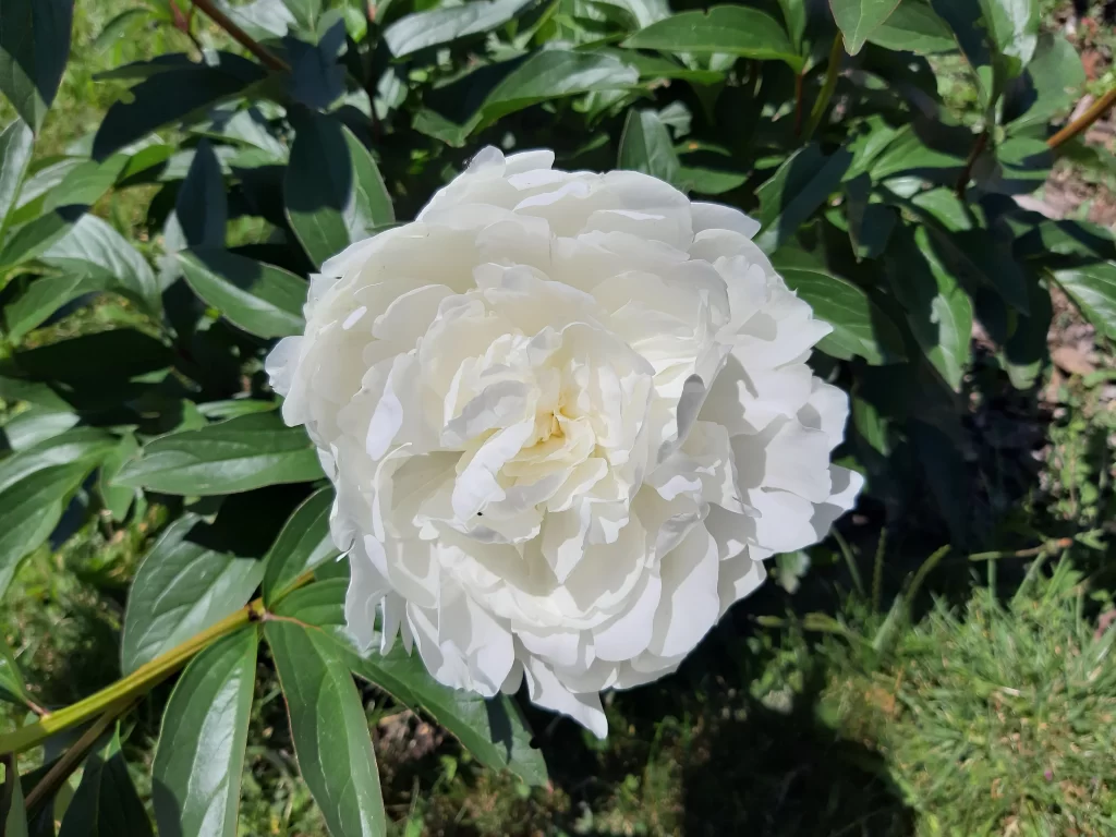 White Peony Petals Full Bloom Green Leaves
