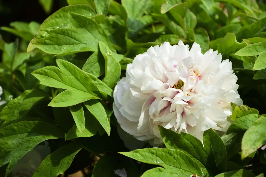White Peony Petals Green Leaves