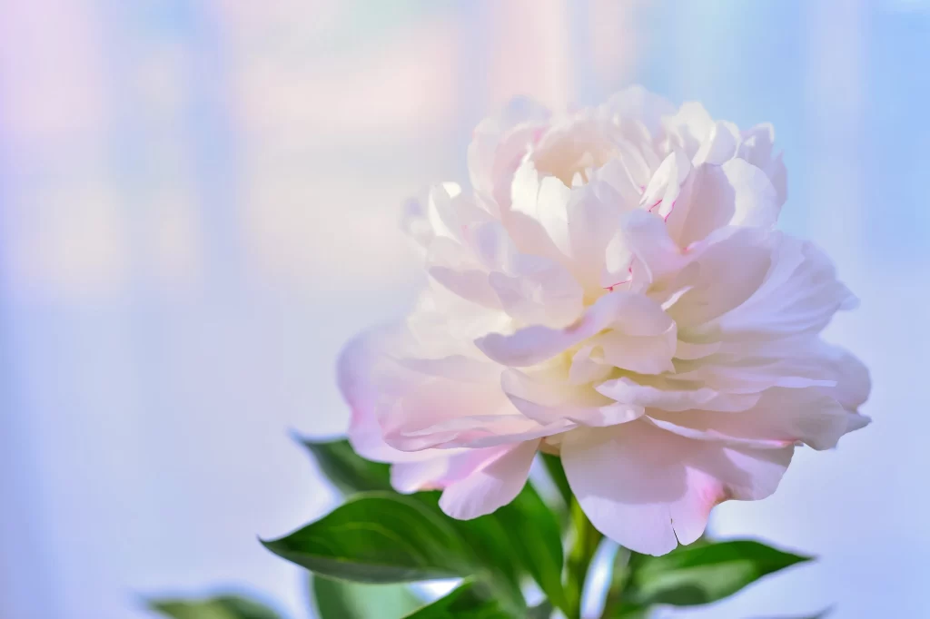 White Peony Petals Soft Pastel Light