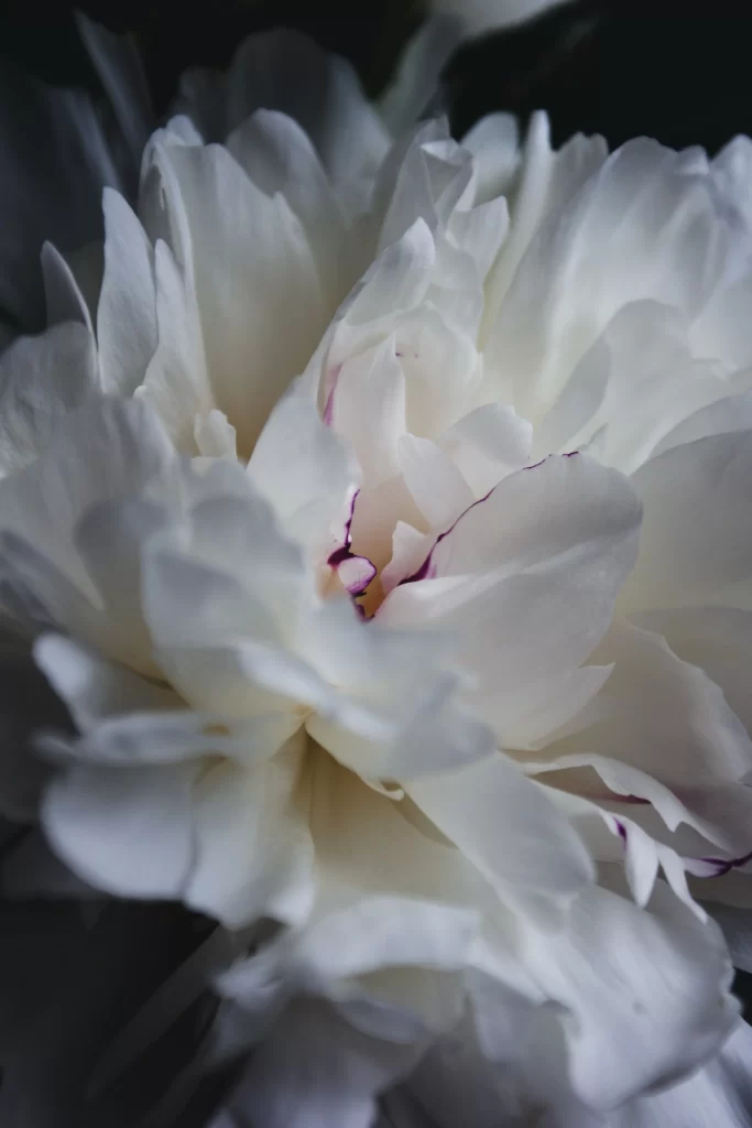 White Peony Petals Soft Texture Dark Background