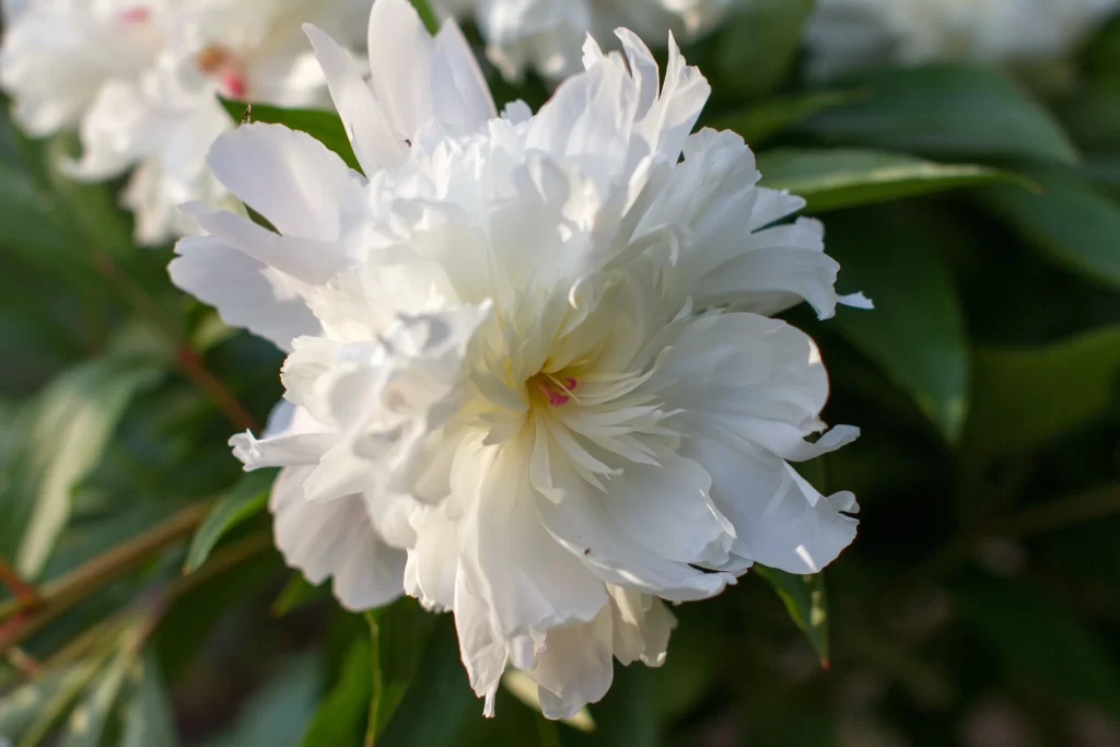 White Peony Petals Sunlight Green Leaves