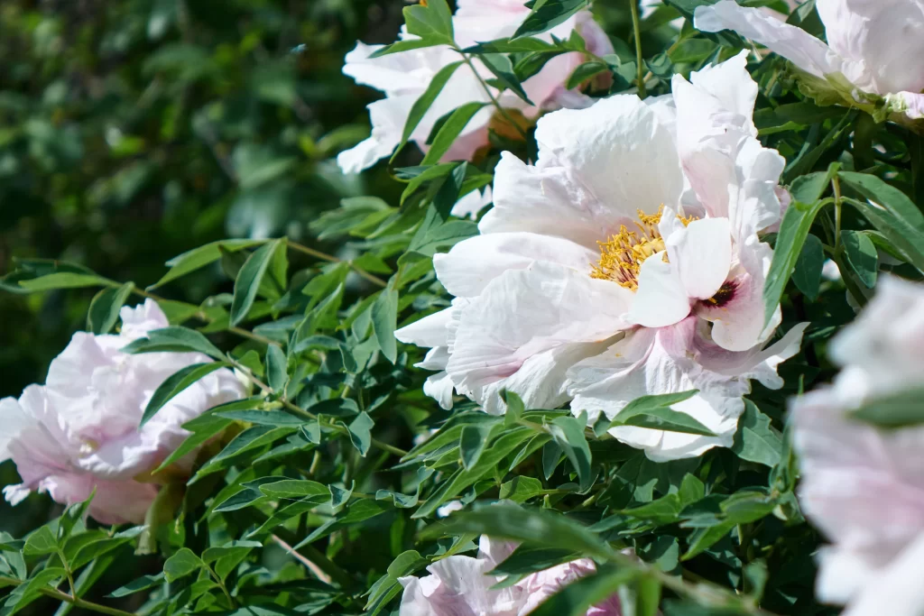 White Peony Petals Yellow Center Green gray Leaves