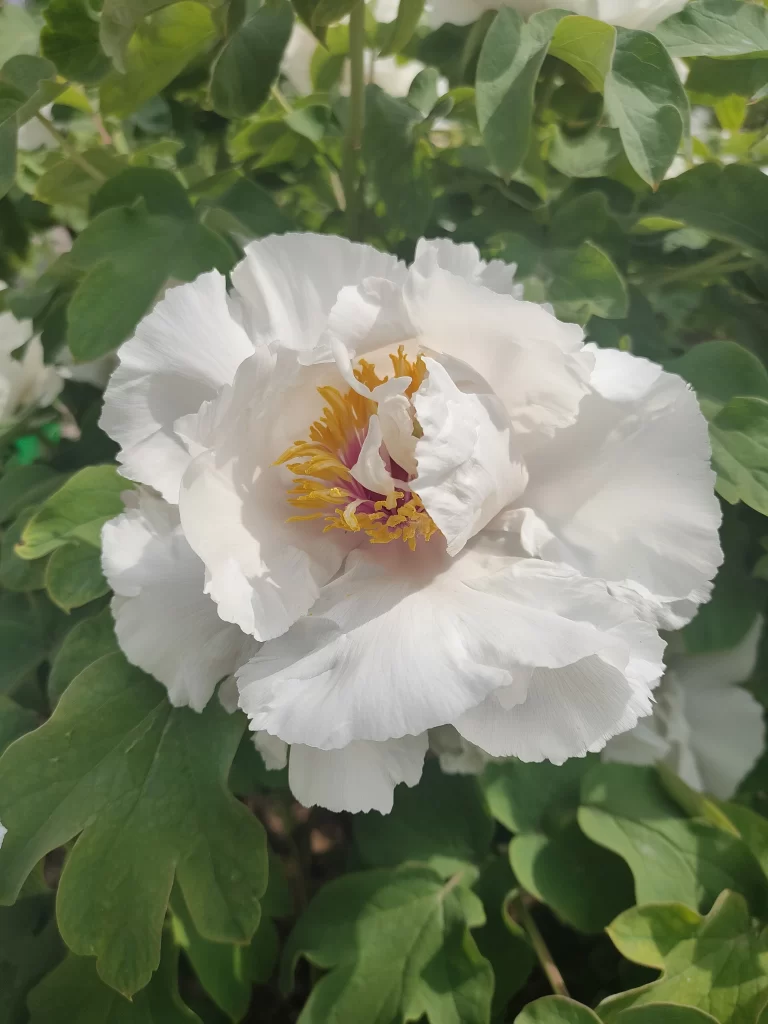 White Peony Petals Yellow Center Green gray Leaves