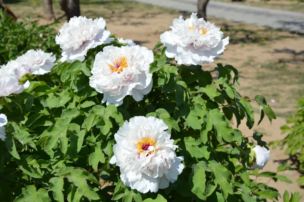 White Peony Petals Yellow Center Green warm Leaves