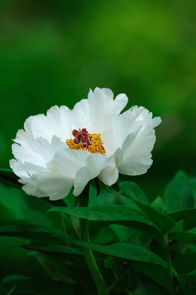 White Peony Petals Yellow Stamen Green warm Leaves