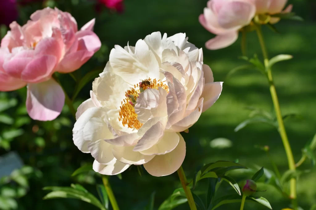 White Peony Petals Yellow Center Green warm Leaves