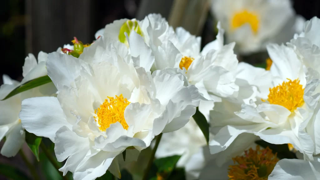 White Peony Petals Yellow Center Sunlit