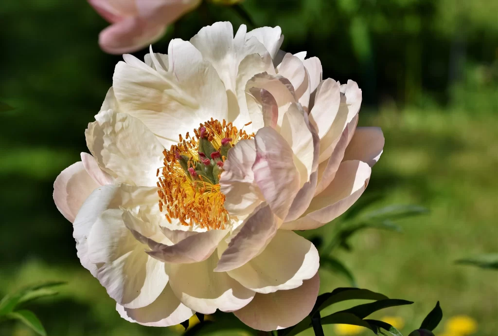 White Peony Petals Yellow Center Green warm Leaves
