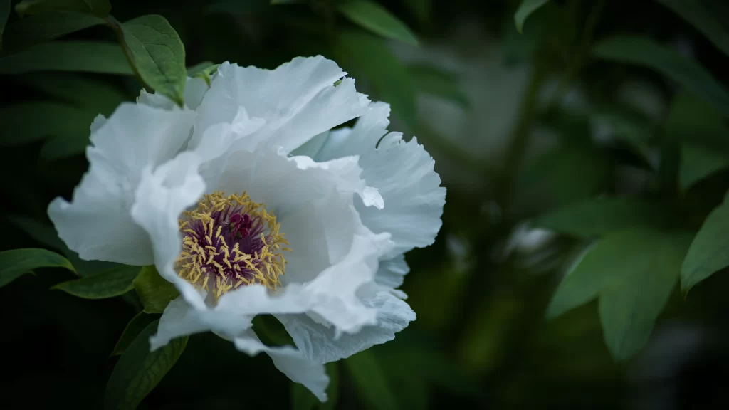 White Peony Petals Yellow Stamen Green gray Leaves