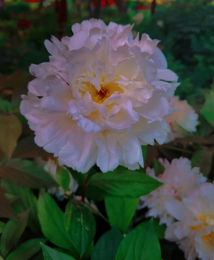 White Peony Petals Yellow Center Green gray Leaves