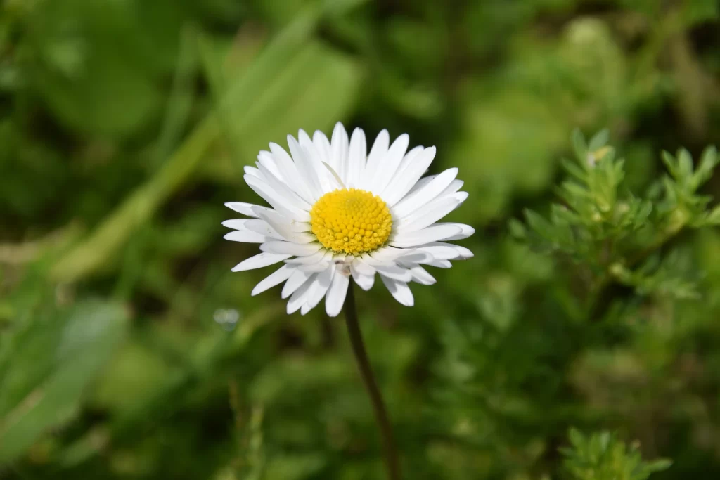 White Petals Yellow Center Chrysanthemum warm Flower