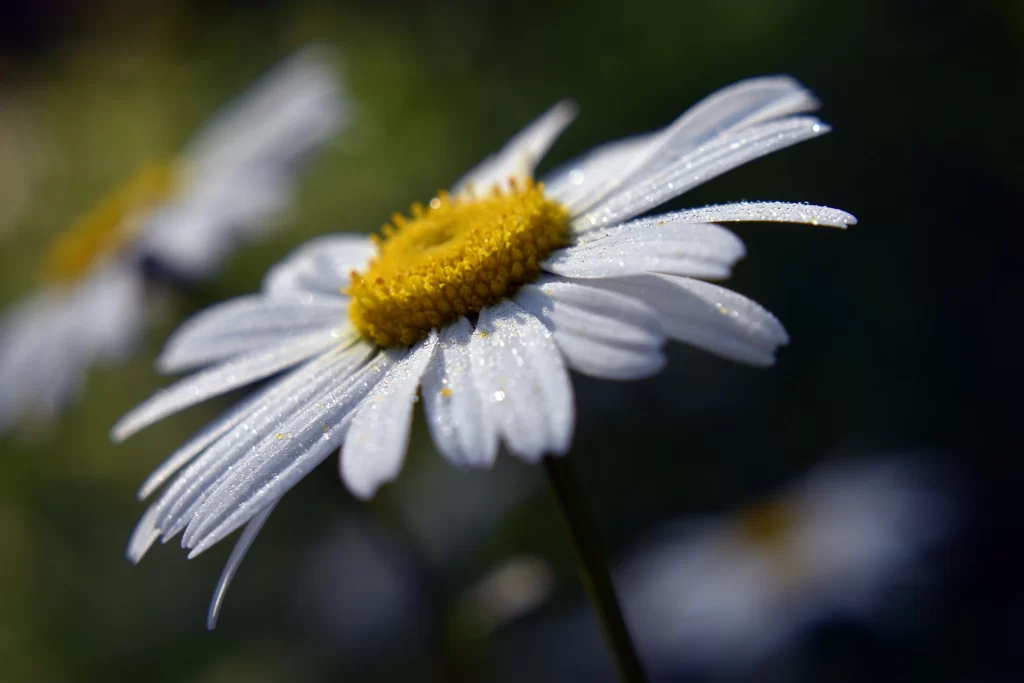 White Petals Yellow Center Dewdrops
