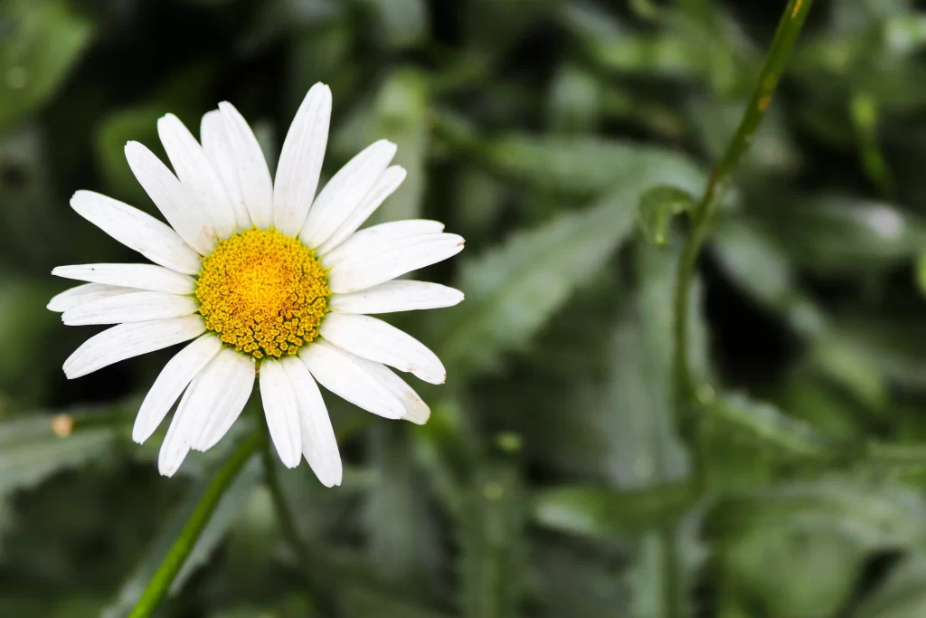White Petals Yellow Center Green Leaves