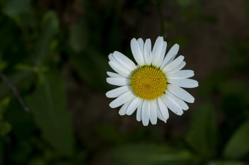 White Petals Yellow Center Chrysanthemum dark Flower