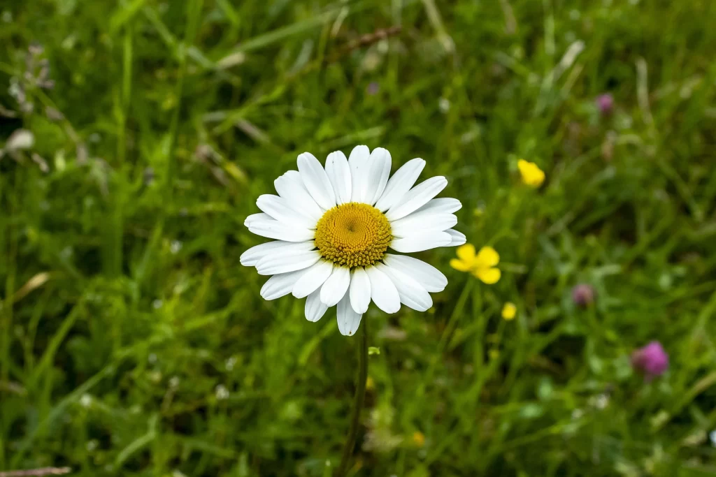 White Petals Yellow Center Green Grass