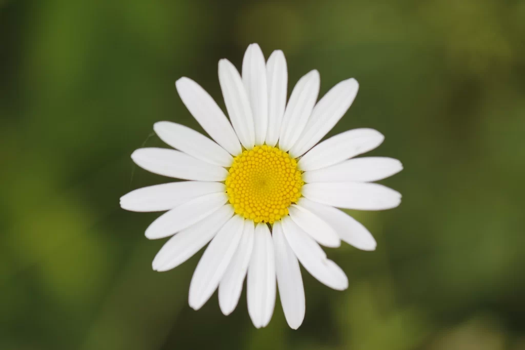 White Petals Yellow Center Chrysanthemum warm Flower
