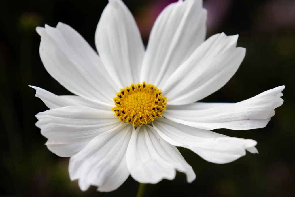 White Petals Yellow Center Detailed Texture