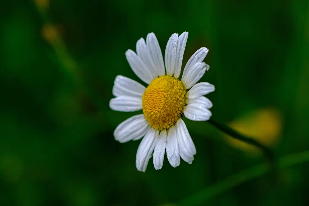 White Petals Yellow Center Dewdrops Green Background